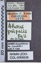 Etiketten zu Hemicrepidius palpalis (NHMW-ZOO-COL-0008938)